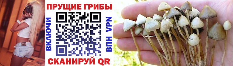 Купить где  Пучеж  Галлюциногенные грибы Psilocybe 